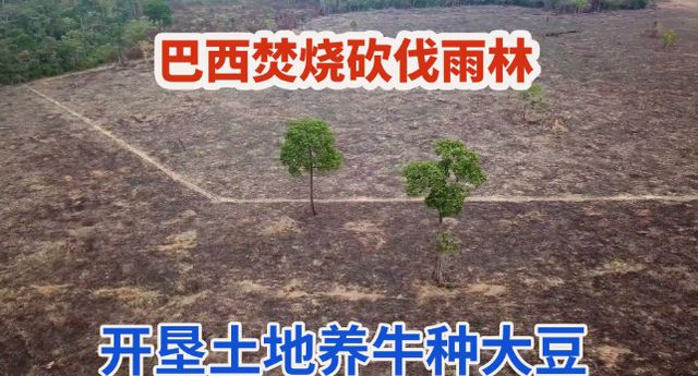 巴西回应中方调查进口牛肉 ：中国牛肉要无惧竞争(图10)